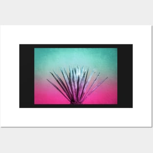 Maguey plant and color gradient photograph Posters and Art